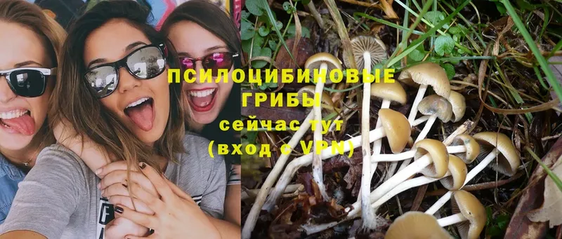 Галлюциногенные грибы MAGIC MUSHROOMS  как найти закладки  Котельниково 